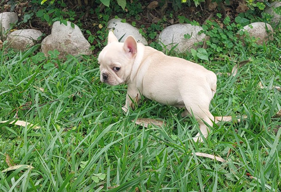 CANINOS CON GLAMOUR
