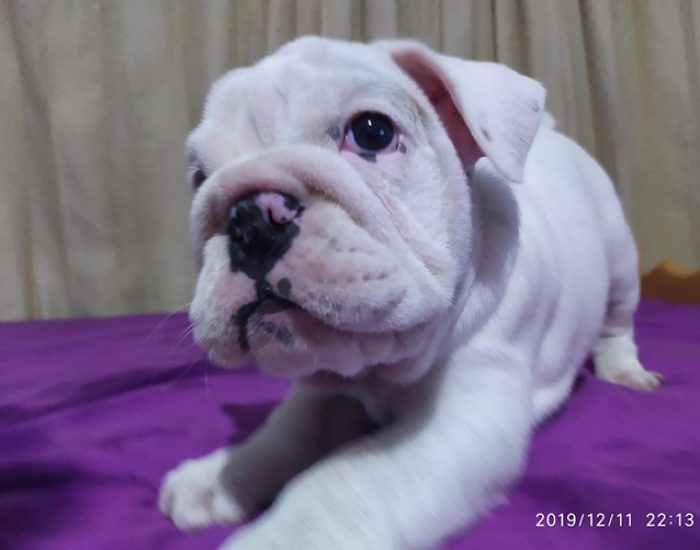 CANINOS CON GLAMOUR