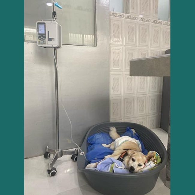 VETSANAR CLINICENTRO VETERINARIO