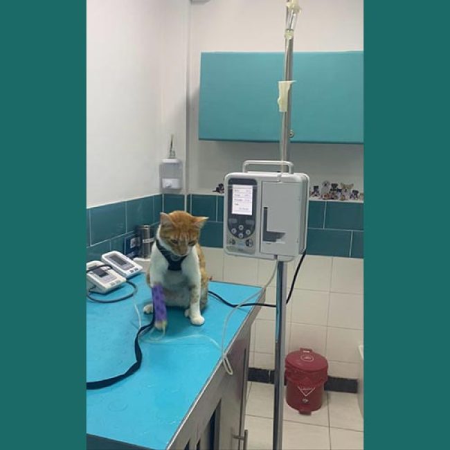 VETSANAR CLINICENTRO VETERINARIO