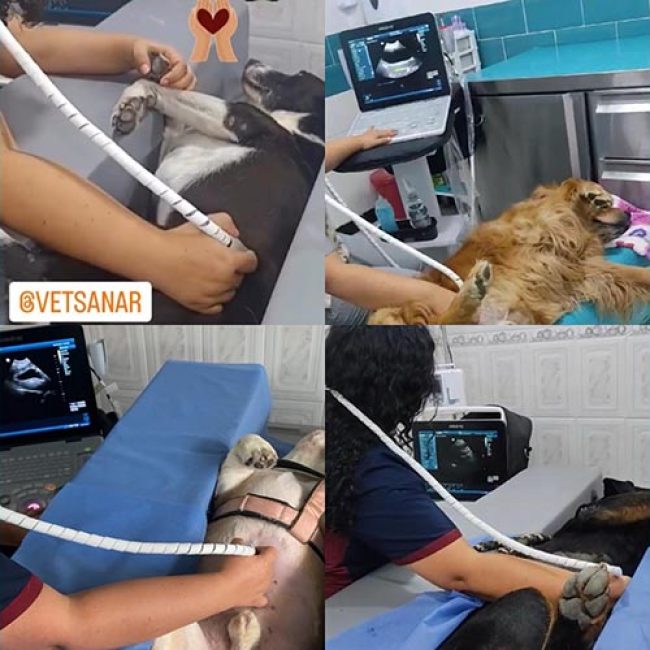VETSANAR CLINICENTRO VETERINARIO