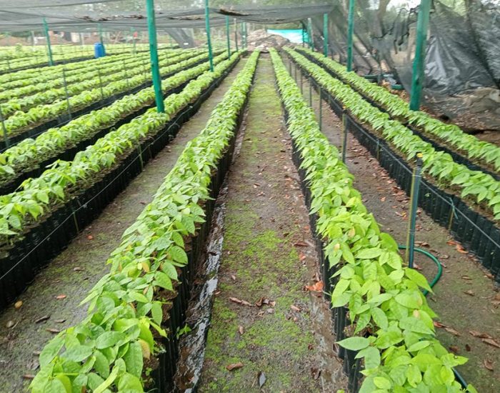 CACAOS DEL ARIARI