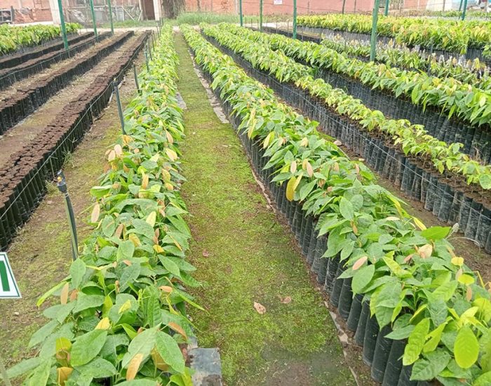 CACAOS DEL ARIARI