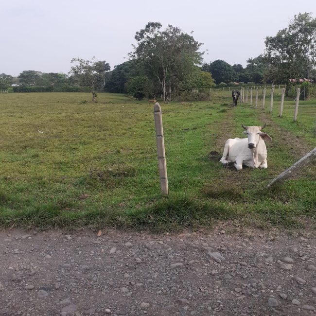 Vendo Estupendos Lotes de Finca cerca a Restrepo Meta