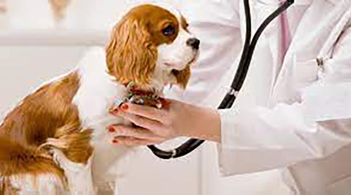 Veterinaria la Casa de Don Bigotes