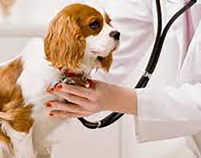 Veterinaria la Casa de Don Bigotes