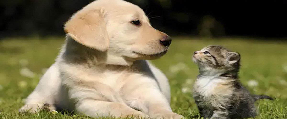 seccion mascotas