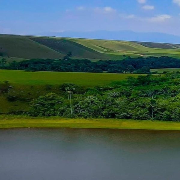 tame arauca