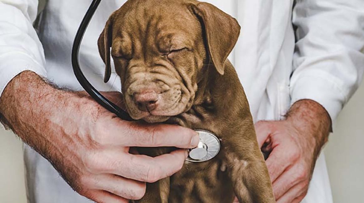 veterinario-cachorro-min