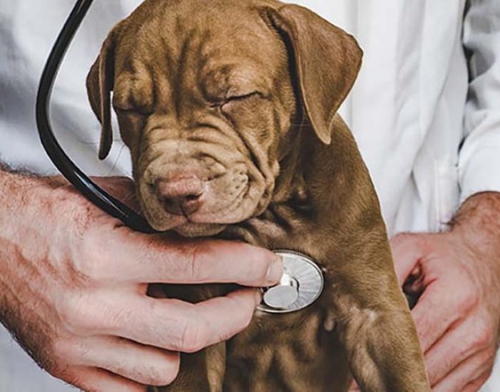 veterinario-cachorro-min